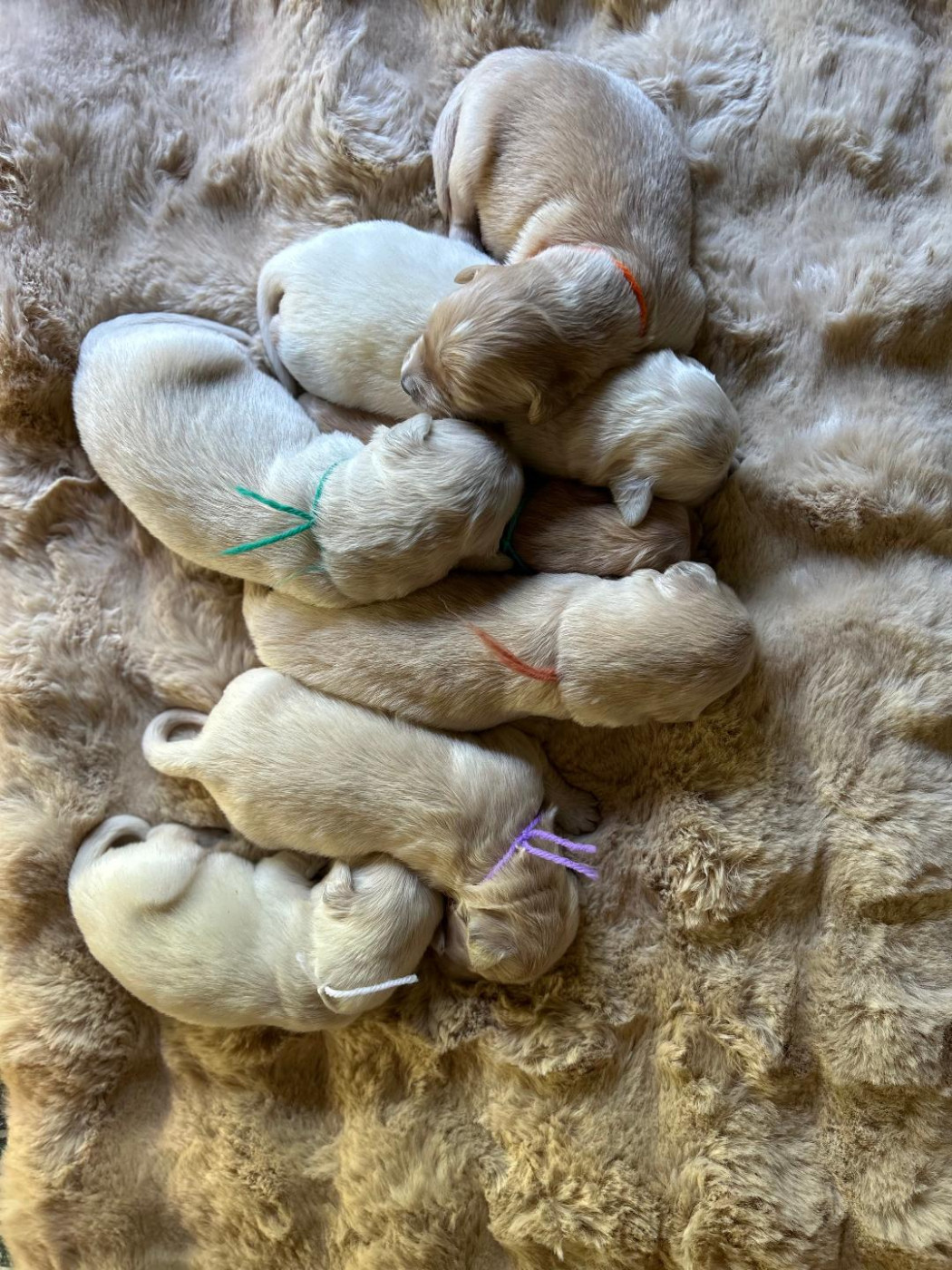 Chiot Golden Retriever Bb Gold Creek
