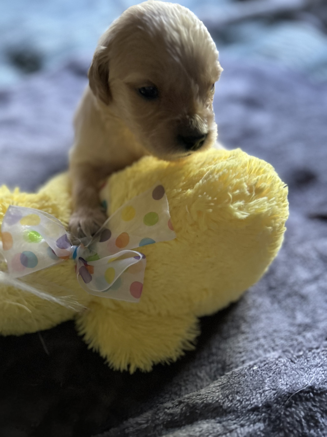 Bb Gold Creek - Chiots disponibles - Golden Retriever