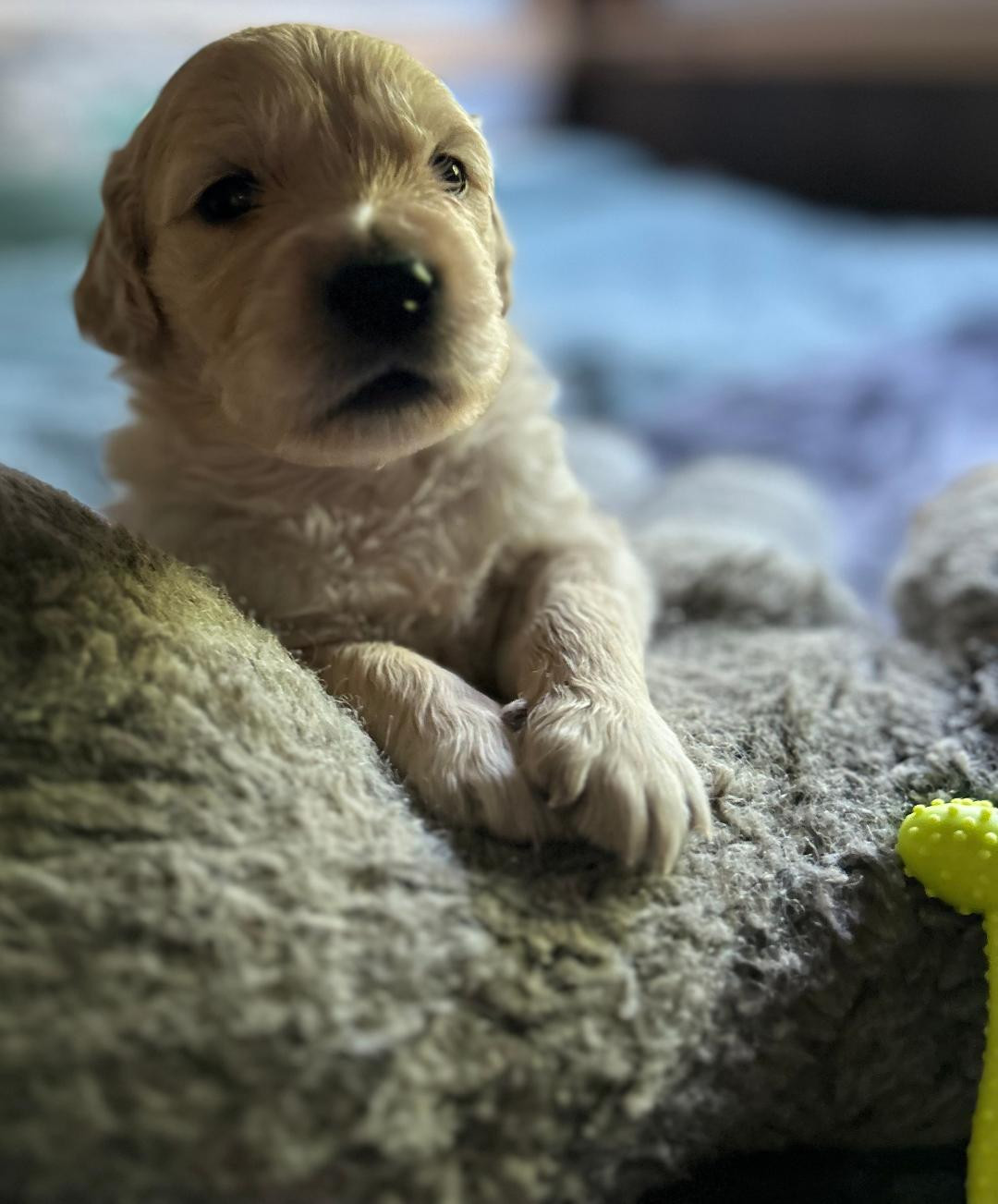 Bb Gold Creek - Chiots disponibles - Golden Retriever