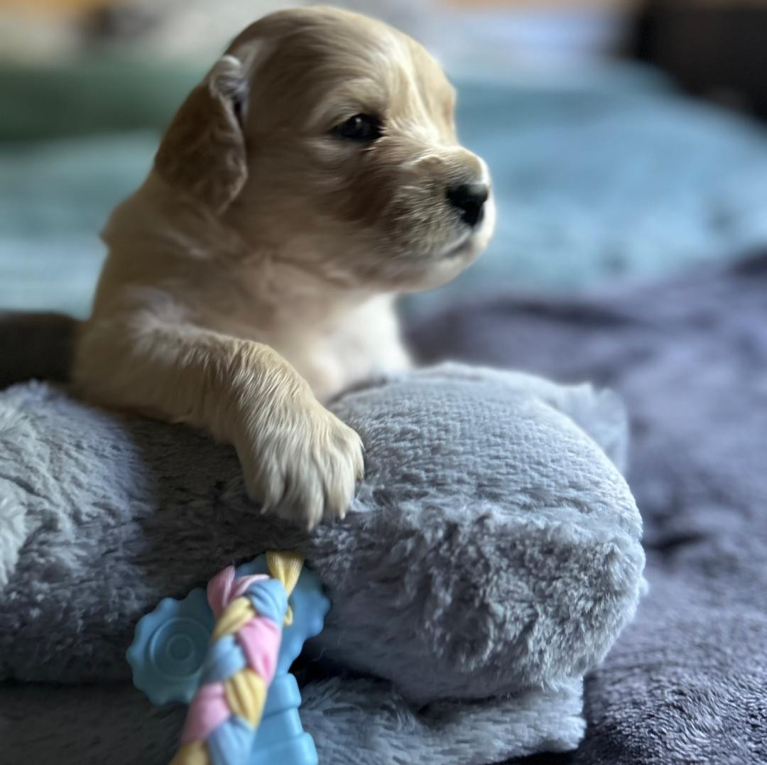 Bb Gold Creek - Chiots disponibles - Golden Retriever