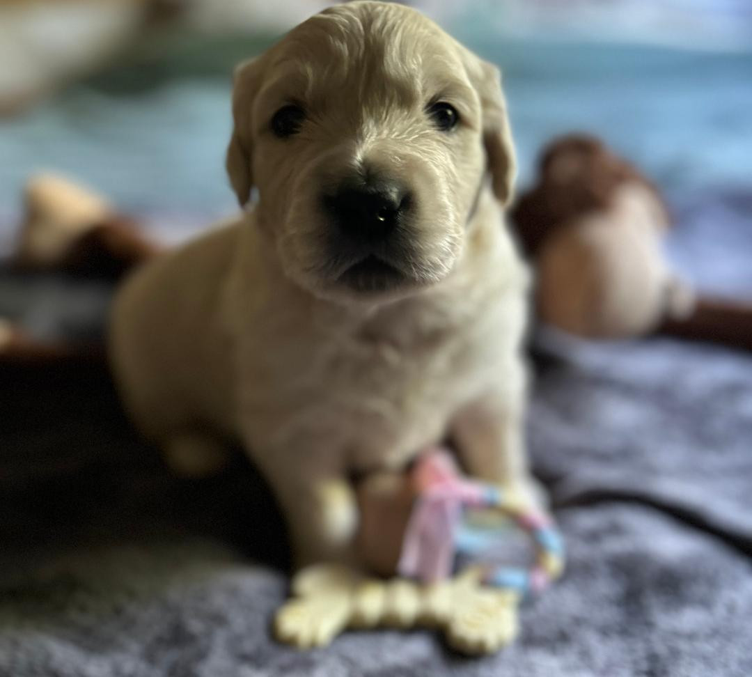 Bb Gold Creek - Chiots disponibles - Golden Retriever