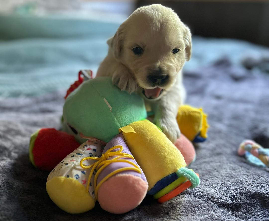 Bb Gold Creek - Chiots disponibles - Golden Retriever